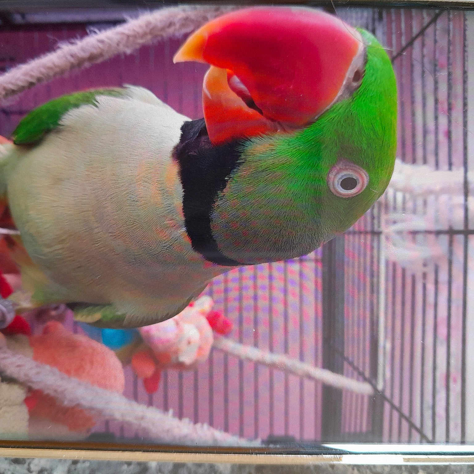 Coco a rejoint le concours — aidez-le/la à gagner de superbes lots ! beak, bird, bird_supply, bird_toy, budgie, cage, carmine, feather, lorikeet, lovebird, macaw, magenta, natural_material, organism, parakeet, parrot, stuffed_toy, tail, toy, wing