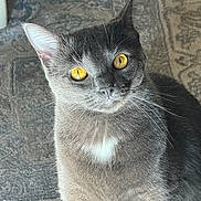 Pearl joined the competition — help win amazing prizes! alert, animal, carpet, cat, close_up, curious, cute, domestic_cat, feline, fur, golden_eyes, gray_cat, indoor, mammal, patterned_carpet, pet, portrait, sitting, whiskers, white_chest