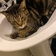 Tony The Tiger joined the competition — help win amazing prizes! cat, tabby, sink, bathroom, faucet, mug, pet, animal, domestic, curled_up, whiskers, fur, indoor, floor, tile, relaxed, cute, resting, household, cozy