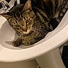 cat, tabby, sink, bathroom, faucet, mug, pet, animal, domestic, curled_up, whiskers, fur, indoor, floor, tile, relaxed, cute, resting, household, cozy