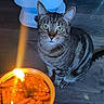 Tony The Tiger joined the competition — help win amazing prizes! cat, tabby, candle, flame, wooden_floor, indoor, pet, animal, curious, striped, whiskers, green_eyes, sitting, closeup, lighting, warm_glow, background, flooring, domestic, cozy