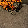 Tony The Tiger joined the competition — help win amazing prizes! cat, tabby, hoodie, orange, black_stripes, tiger_costume, pet, indoor, gray_couch, furniture, fur, animal, whiskers, ears, expression, relaxed, paw, wood_floor, costume, domestic_cat