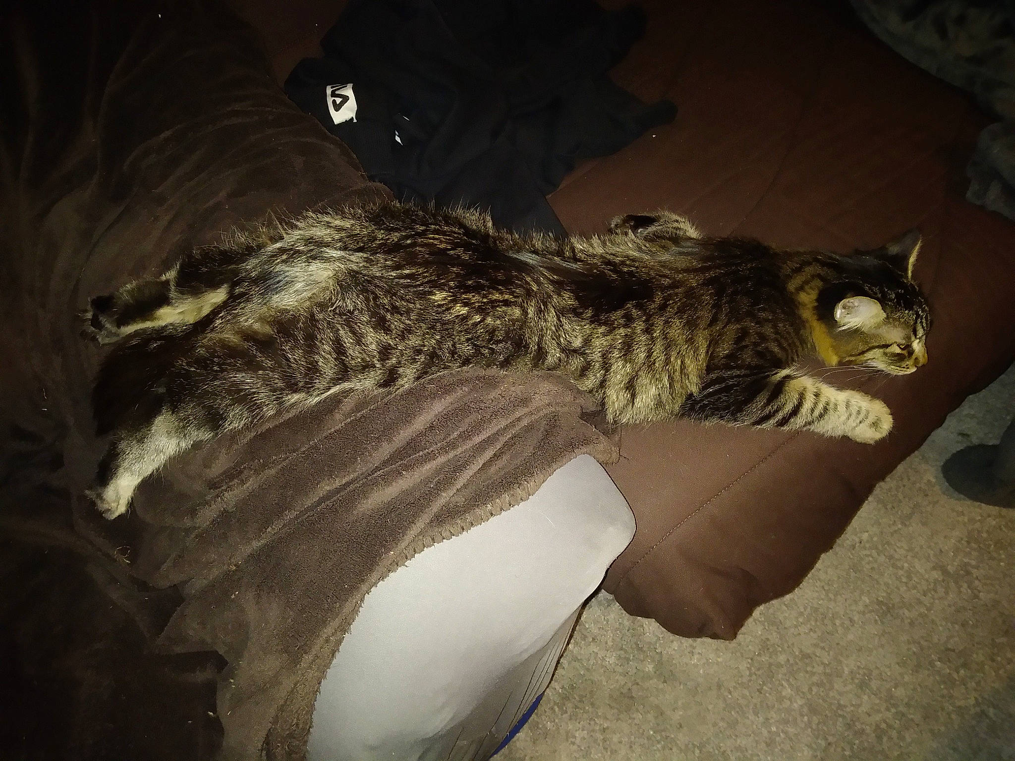 Berlin participe au concours pour gagner de l'argent avec cette photo : art, carnivore, cat, comfort, darkness, feather, felidae, fur, grey, human_leg, metal, paw, shadow, small_to_medium_sized_cats, snout, tail, terrestrial_animal, visual_arts, whiskers, wildlife