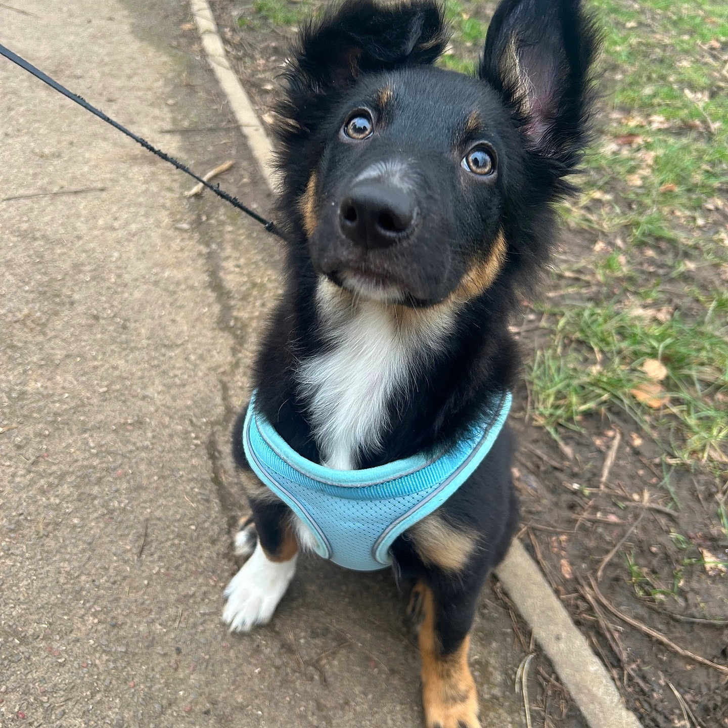 Milo joined the competition — help win amazing prizes! accessories, animal, ball, canine, collar, dog, grass, herbal, herbs, husky, leash, outdoors, path, pet, plant, puppy, sidewalk, soil, sport, strap