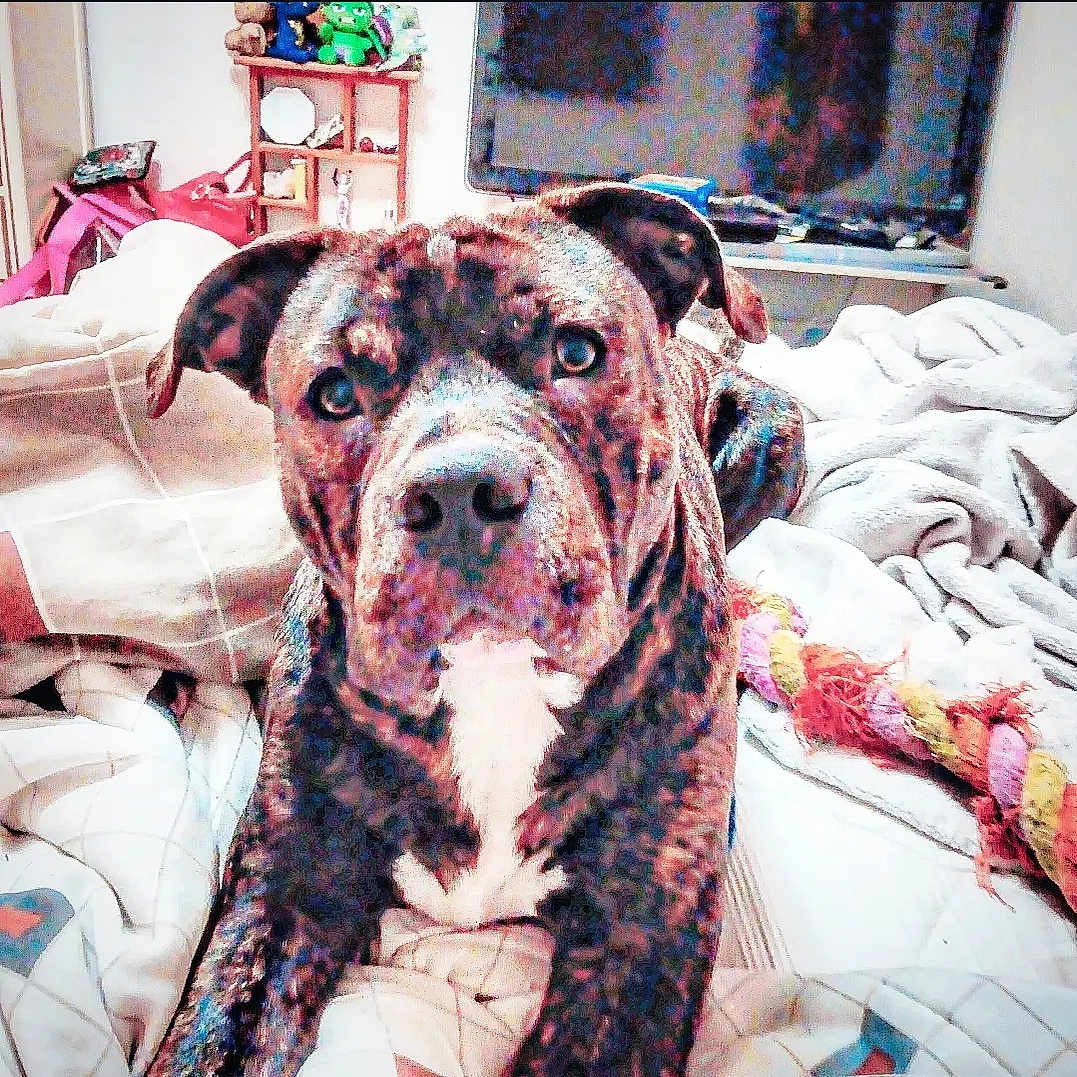 Maui Pua joined the competition — help win amazing prizes! animal, bed, bedroom, blanket, boxer, bulldog, canine, couch, cushion, dog, face, furniture, homedecor, indoors, interiordesign, pet, pitbull, puppy, quilt, room