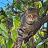 cat, tabby, animal, pet, tree, branch, leaves, foliage, outdoor, nature, blue_sky, sunlight, perched, sitting, whiskers, striped_fur, yellow_eyes, portrait, closeup, wildlife