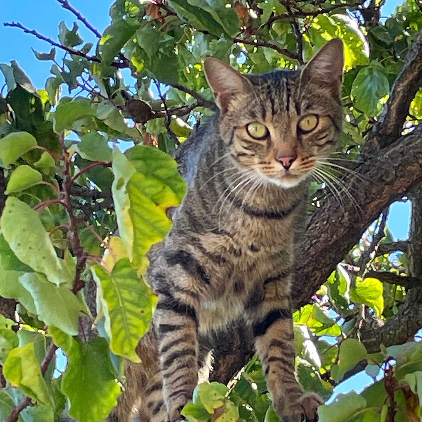 Joy a rejoint le concours — aidez-le/la à gagner de superbes lots ! cat, tabby, animal, pet, tree, branch, leaves, foliage, outdoor, nature, blue_sky, sunlight, perched, sitting, whiskers, striped_fur, yellow_eyes, portrait, closeup, wildlife