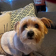 Romeo joined the competition — help win amazing prizes! animal, brown_fur, companion, couch, cozy, curious, cute, dog, domestic, fluffy, furniture, home, indoor, looking, pet, pillows, sitting, small_dog, sweater, white_fur