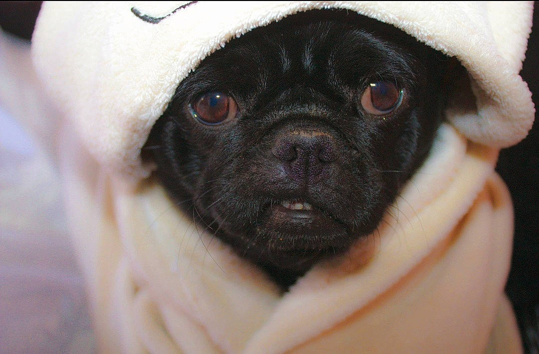 Albert is registered to the contest to win money with this photo: canidae, carnivore, companion_dog, dog, dog_breed, fawn, fur, nail, non_sporting_group, snout, sporting_group, terrestrial_animal, toy_dog, whiskers, working_animal