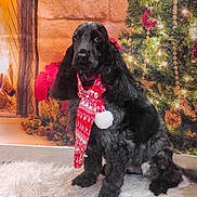 Holly participe au concours pour gagner de l'argent avec cette photo : black_dog, canine, celebration, christmas_tree, cozy, decorations, dog, festive, fireplace, floor_tiles, fur, holiday, home, indoor, pet, portrait, rug, scarf, seasonal, warmth