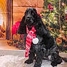 black_dog, canine, celebration, christmas_tree, cozy, decorations, dog, festive, fireplace, floor_tiles, fur, holiday, home, indoor, pet, portrait, rug, scarf, seasonal, warmth