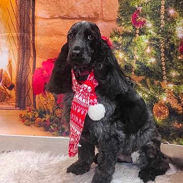 Holly