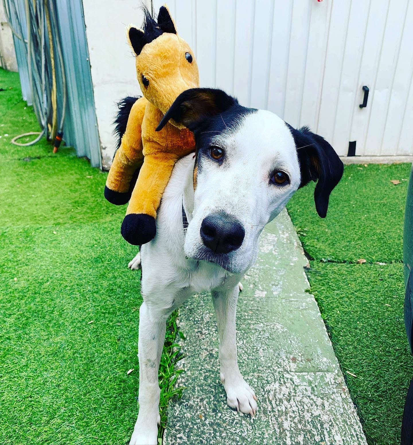 Gringo a rejoint le concours — aidez-le/la à gagner de superbes lots ! ball, canidae, carnivore, collar, companion_dog, dog, dog_breed, dog_collar, dog_supply, fawn, grass, mammal, paw, pet_supply, plant, snout, sporting_group, tail, working_animal, working_dog