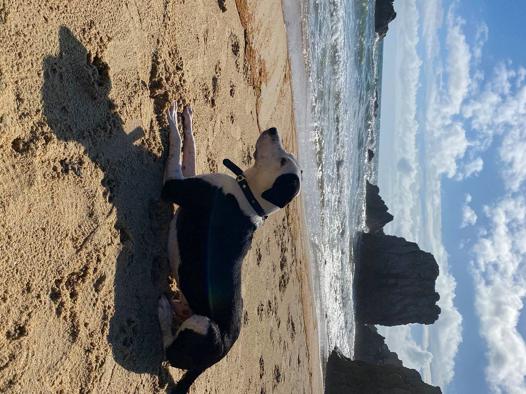 Gringo a rejoint le concours — aidez-le/la à gagner de superbes lots ! adventure, azure, beach, carnivore, cloud, dog, formation, geology, landscape, plant, rock, sky, sporting_group, sunlight, tints_and_shades, tree, trunk, water, window, wood