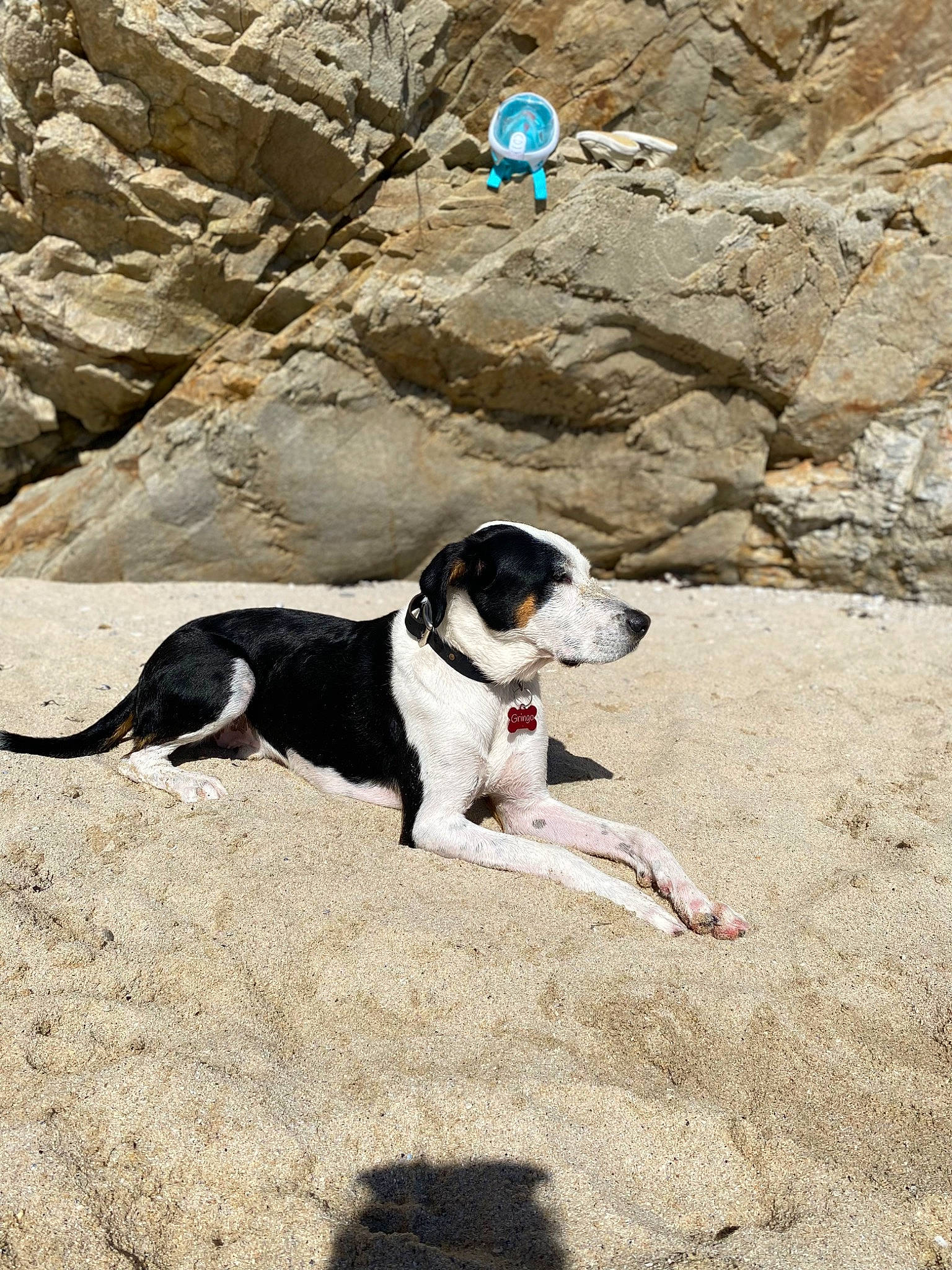 Gringo participe au concours pour gagner de l'argent avec cette photo : bedrock, canidae, carnivore, collar, companion_dog, dog, dog_breed, dog_collar, geology, hunting_dog, landscape, rock, sand, slope, soil, sporting_group, tail