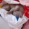 Tchiky a rejoint le concours — aidez-le/la à gagner de superbes lots ! cat, gray_cat, sleeping, curled_up, pet, furry, whiskers, paws, animal, shopping_bag, plastic_bag, indoor, toys, childrens_toys, pink, colorful, tile_floor, relaxed, cute, nap
