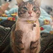 Lili a rejoint le concours — aidez-le/la à gagner de superbes lots ! animal, bell, blanket, cat, closeup, collar, cozy, cute, domestic_cat, feline, focused, fur, green_eyes, indoor, pet, portrait, sitting, soft_background, tabby, whiskers