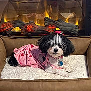 Paris is registered to the contest to win money with this photo: dog, pet, pink_dress, heart_pattern, bed, fireplace, cozy, indoor, fur, cute, small_dog, bow, resting, comfort, warm, fluffy_bed, animal, black_and_white, relaxing, home