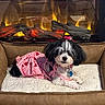 dog, pet, pink_dress, heart_pattern, bed, fireplace, cozy, indoor, fur, cute, small_dog, bow, resting, comfort, warm, fluffy_bed, animal, black_and_white, relaxing, home