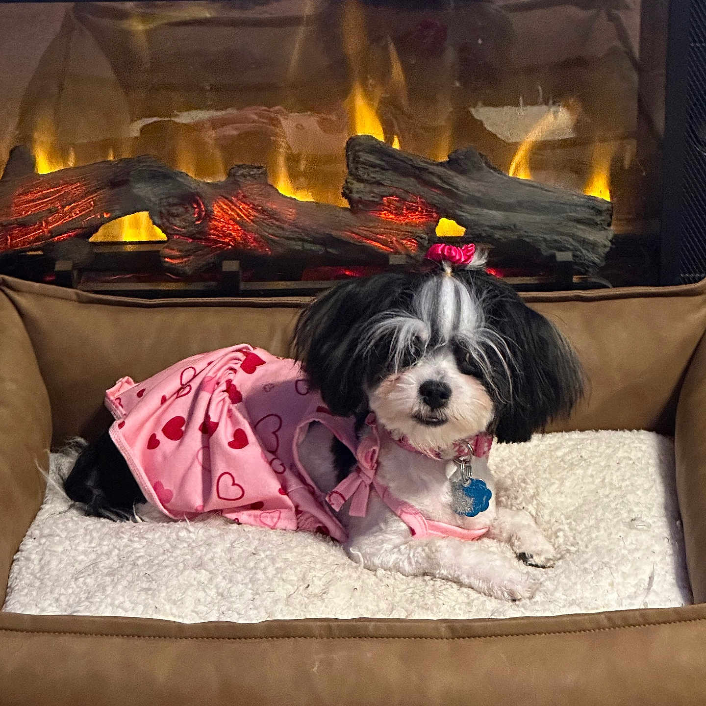 Paris is registered to the contest to win money with this photo: dog, pet, pink_dress, heart_pattern, bed, fireplace, cozy, indoor, fur, cute, small_dog, bow, resting, comfort, warm, fluffy_bed, animal, black_and_white, relaxing, home
