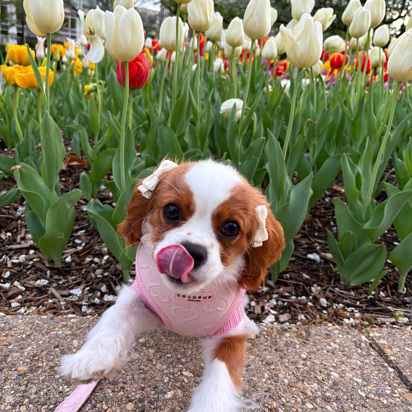 Rosie