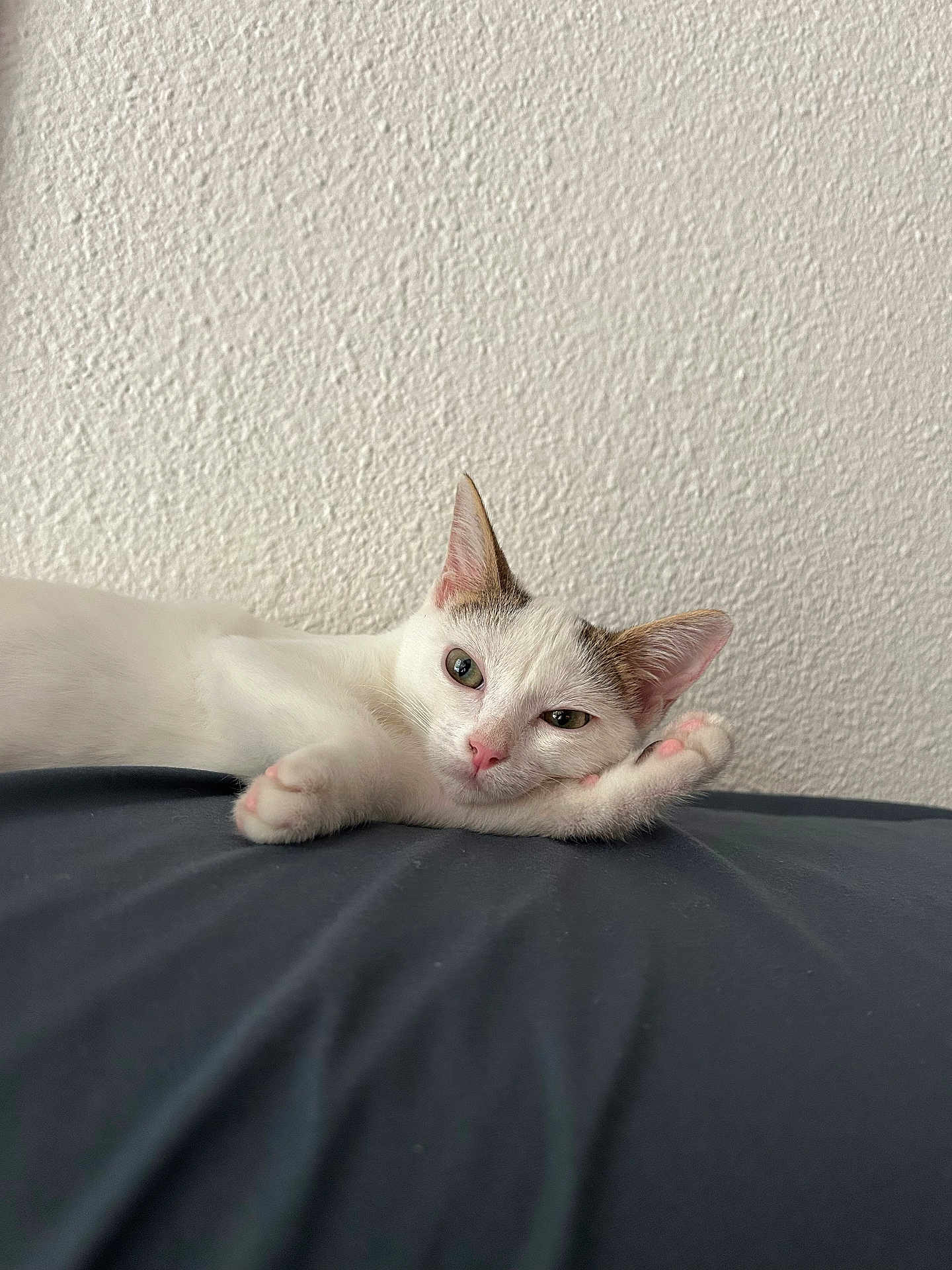 Nala