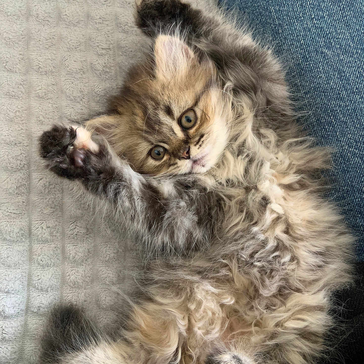 Alma a rejoint le concours — aidez-le/la à gagner de superbes lots ! animal, belly, blanket, cat, cozy, cute, denim, eyes, face, fluffy, fur, furry, indoor, kitten, lying_down, paw, pet, relaxed, resting, texture