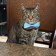 Sully is registered to the contest to win money with this photo: cat, tabby_cat, bow_tie, blue, sitting, portrait, indoors, furniture, wooden_cabinet, ornate, table, home, domestic_animal, pet, whiskers, ears, green_eyes, striped_fur, centered_composition, photography