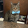 cat, tabby_cat, bow_tie, blue, sitting, portrait, indoors, furniture, wooden_cabinet, ornate, table, home, domestic_animal, pet, whiskers, ears, green_eyes, striped_fur, centered_composition, photography