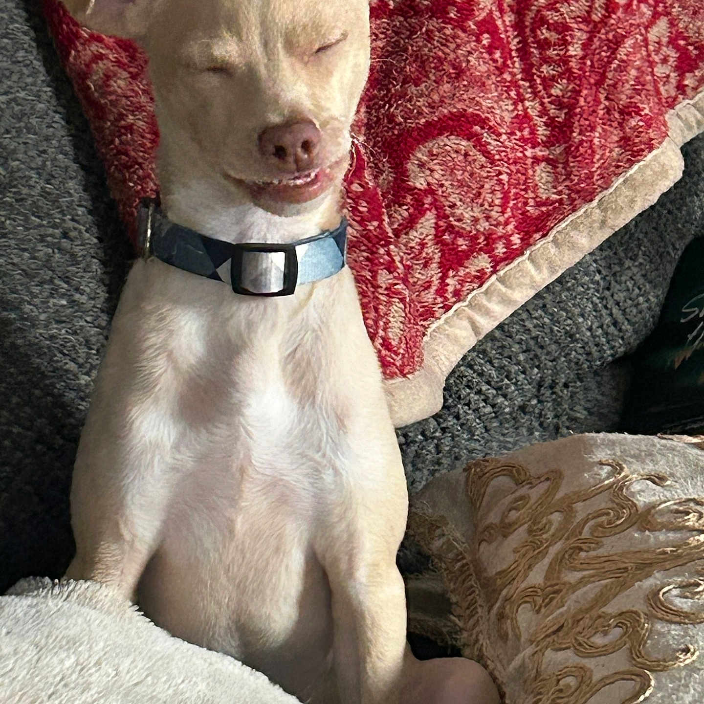 Bruno joined the competition — help win amazing prizes! animal, blanket, blue_collar, comfort, cozy, cushion, cute, dog, ears, fur, home, indoor, light_fur, patterned_textile, pet, relaxed, resting, sitting, smiling_dog, snout