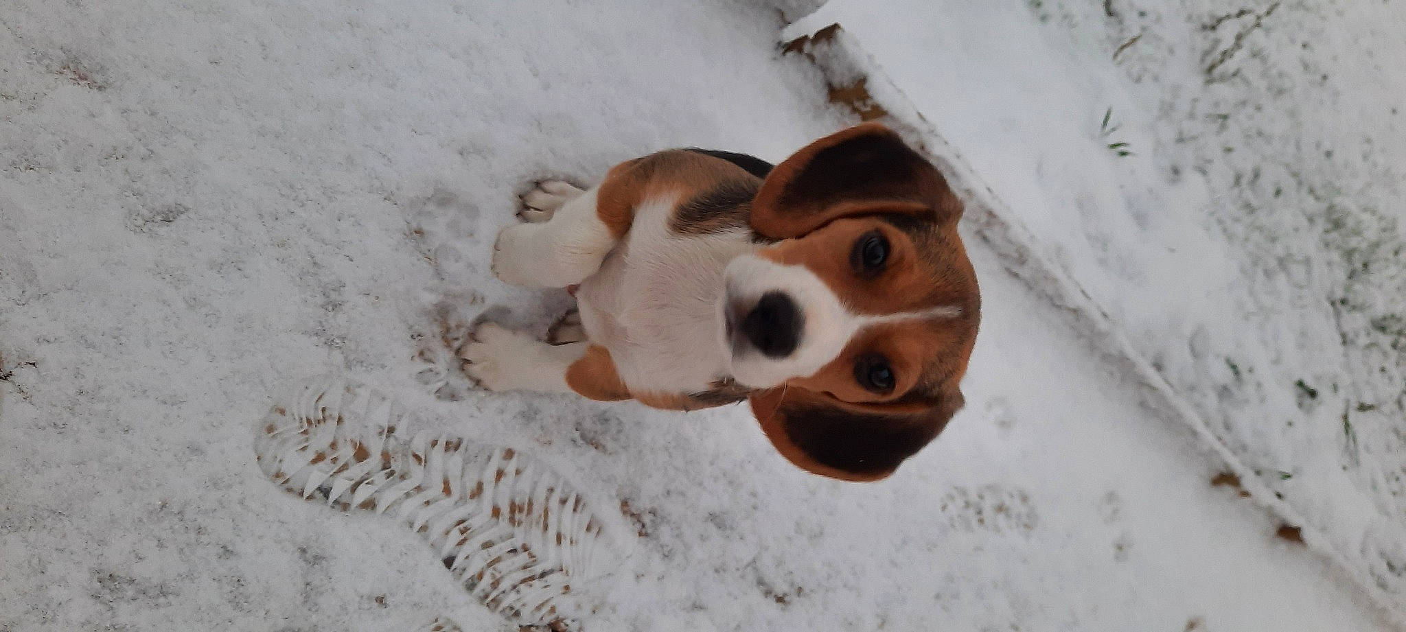 Rossi participe au concours pour gagner de l'argent avec cette photo : american_foxhound, beagle, beaglier, canidae, carnivore, companion_dog, dog, dog_breed, english_foxhound, fawn, freezing, hound, hunting_dog, liver, scent_hound, snout, snow, sporting_group, working_animal, working_dog