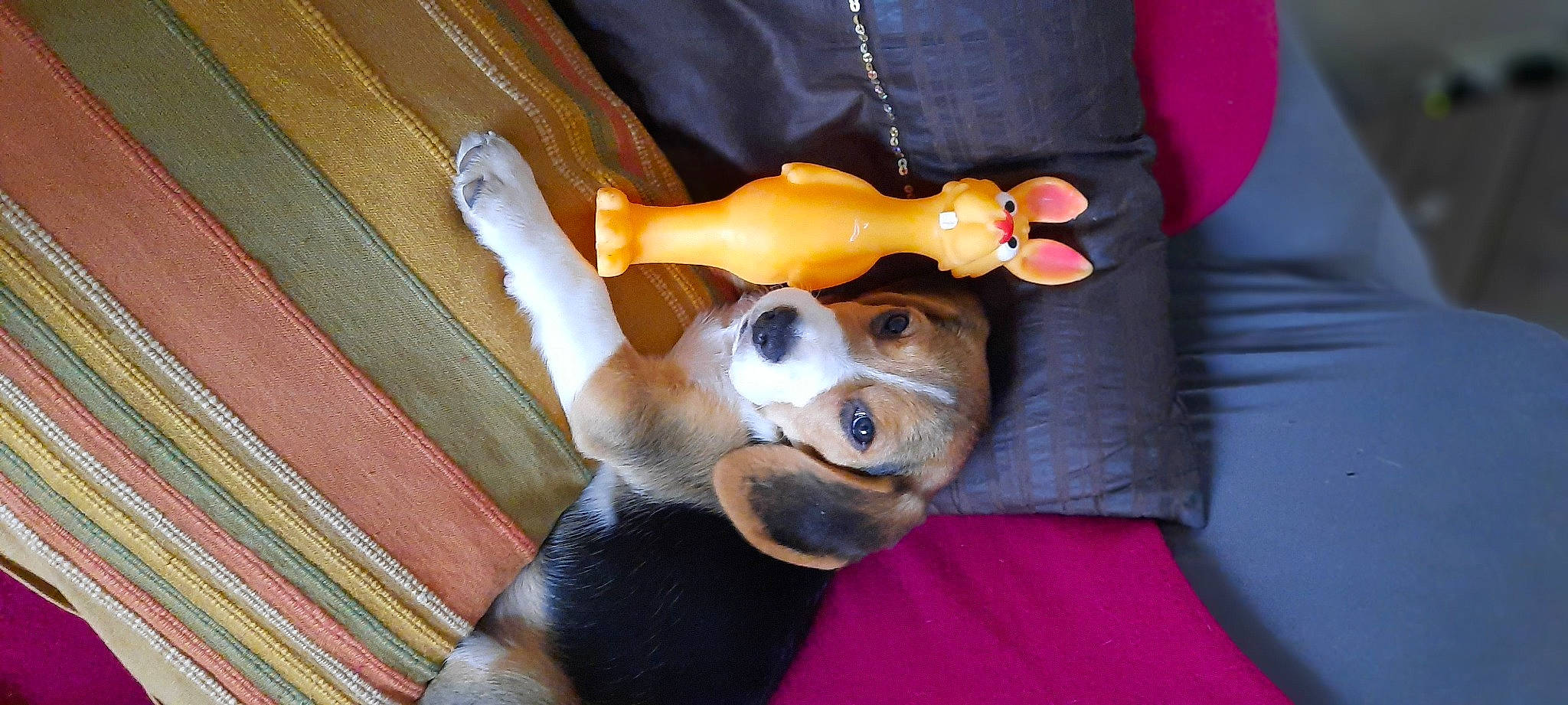 Rossi a rejoint le concours — aidez-le/la à gagner de superbes lots ! american_foxhound, beagle, beagle_harrier, beaglier, canidae, carnivore, companion_dog, dog, dog_breed, fawn, hamiltonstovare, hound, paw, scent_hound, snout, tail, tan, toy, vertebrate, working_animal