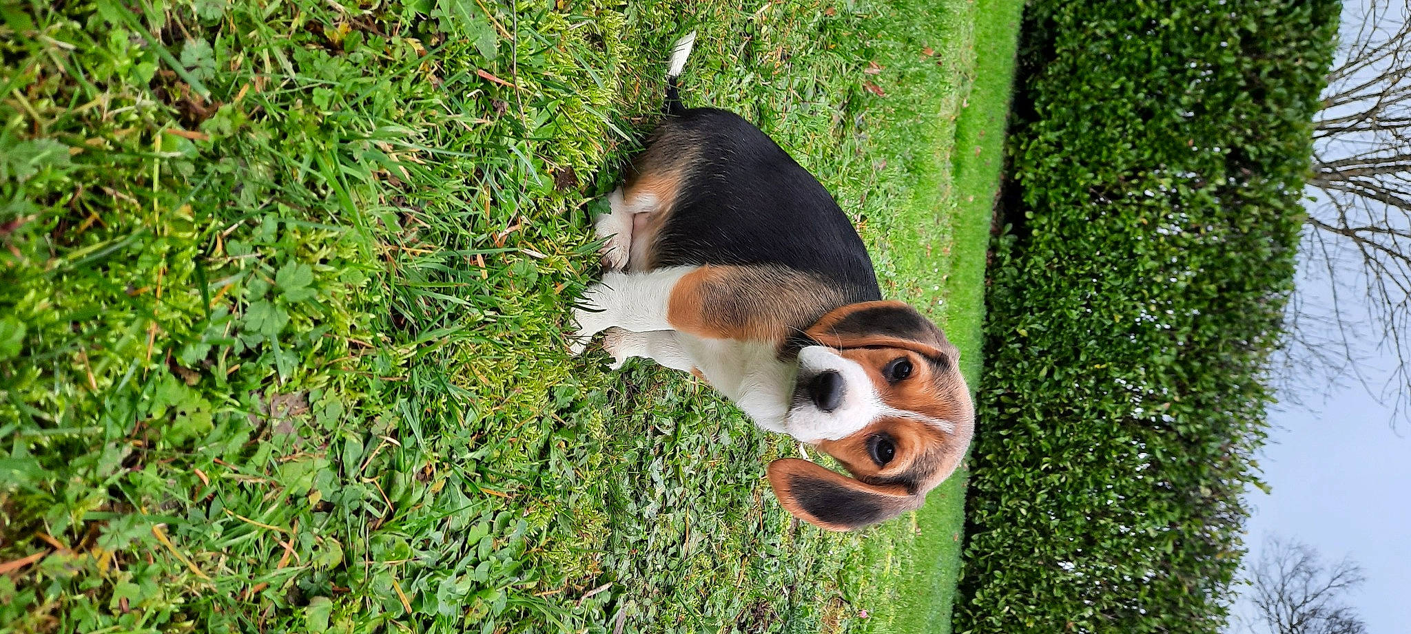 Rossi a rejoint le concours — aidez-le/la à gagner de superbes lots ! basset_artesien_normand, beagle, canidae, carnivore, companion_dog, dog, dog_breed, finnish_hound, grass, grass_family, groundcover, hound, hunting_dog, lawn, liver, scent_hound, snout, terrestrial_animal, whiskers