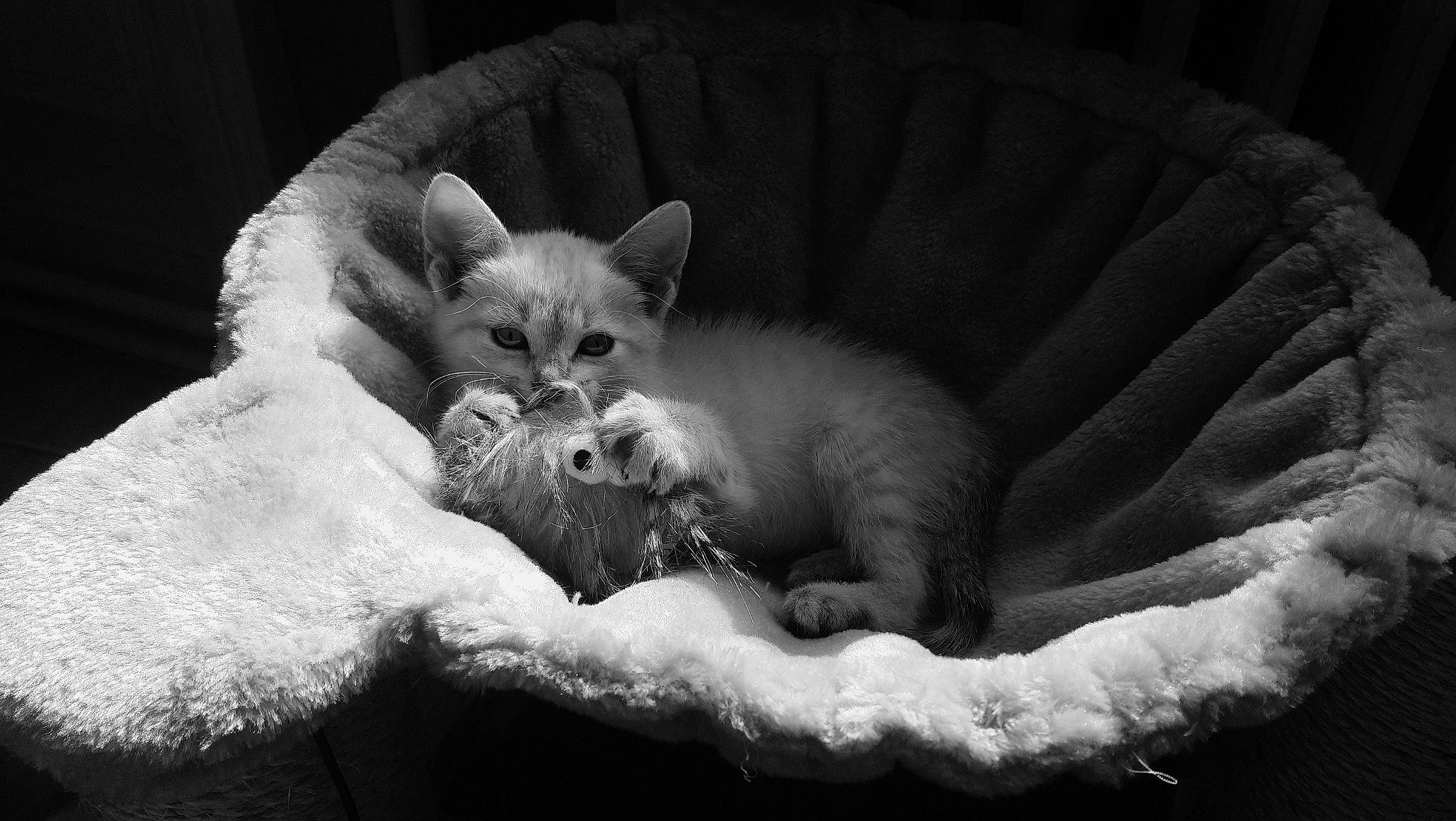 Chanel participe au concours pour gagner de l'argent avec cette photo : asian, black, black_and_white, british_shorthair, carnivore, cat, devon_rex, ear, eye, felidae, kitten, mammal, monochrome, monochrome_photography, photography, skin, small_to_medium_sized_cats, snout, whiskers, white