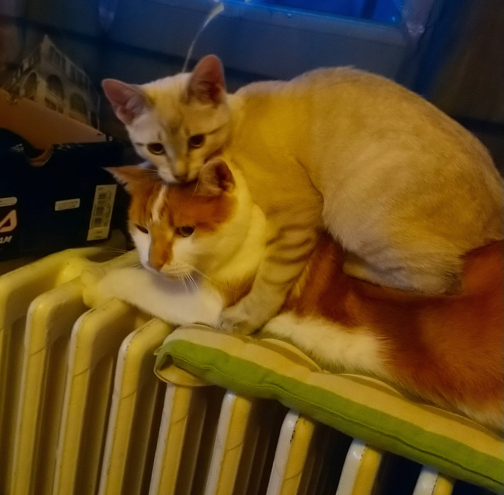 Chanel participe au concours pour gagner de l'argent avec cette photo : aegean_cat, carnivore, cat, domestic_short_haired_cat, european_shorthair, fawn, felidae, kitten, mammal, paw, polydactyl_cat, small_to_medium_sized_cats, tail, whiskers