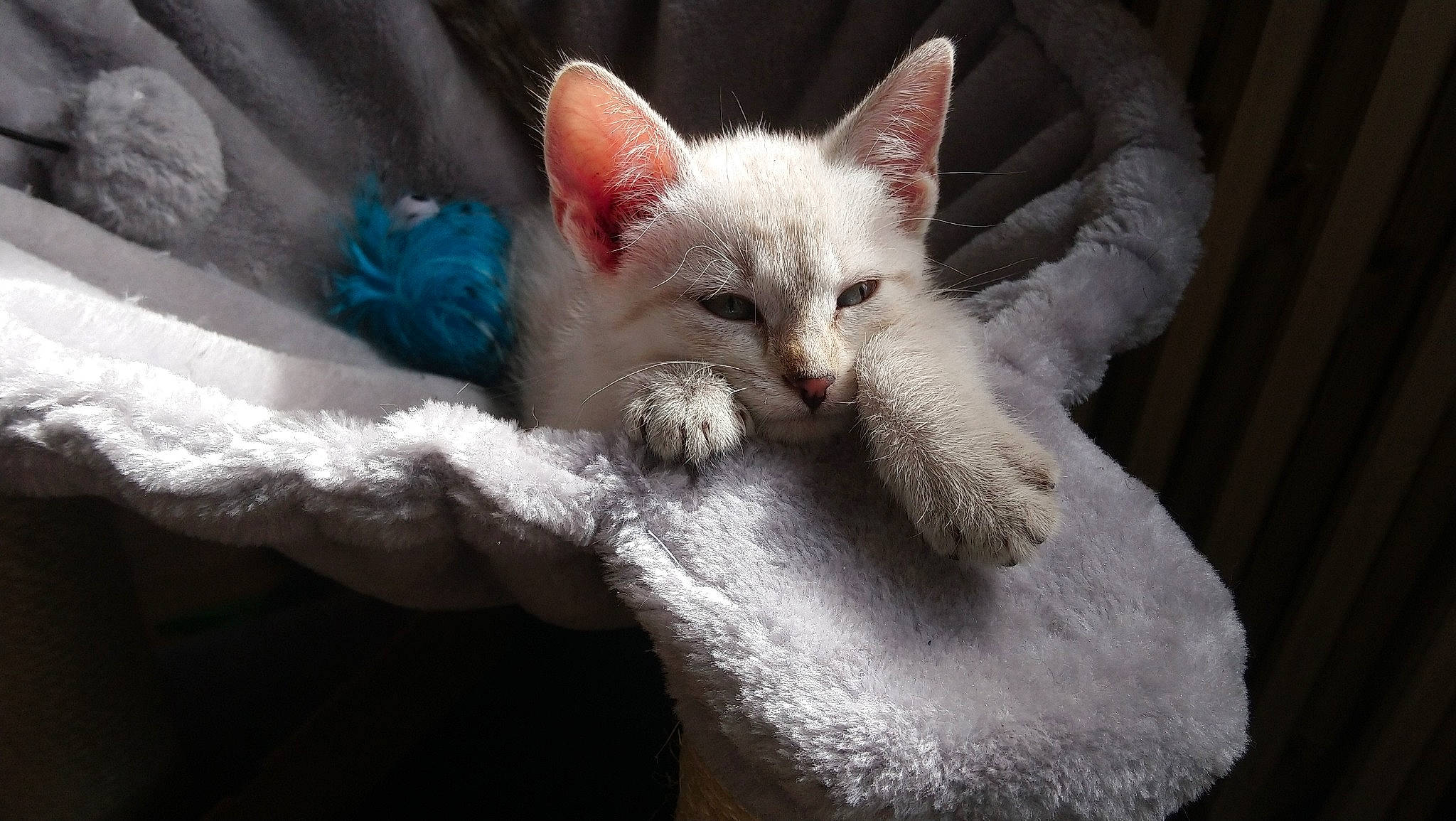 Chanel a rejoint le concours — aidez-le/la à gagner de superbes lots ! asian, burmilla, carnivore, cat, colorpoint_shorthair, cornish_rex, devon_rex, felidae, german_rex, javanese, khao_manee, kitten, mammal, ojos_azules, oriental_longhair, small_to_medium_sized_cats, turkish_angora, turkish_van, vertebrate, whiskers