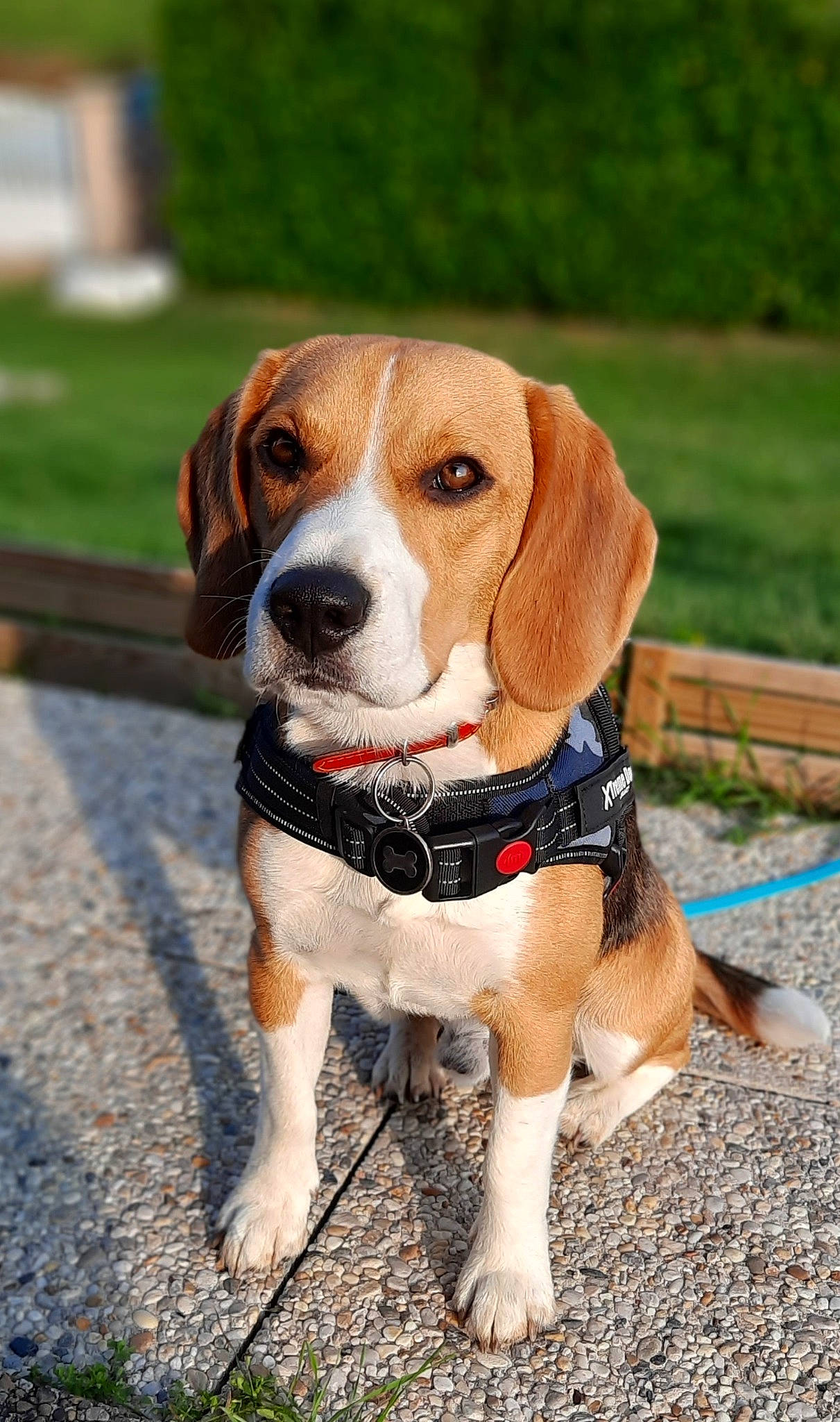 Rossi participe au concours pour gagner de l'argent avec cette photo : ball, beagle, canidae, carnivore, collar, companion_dog, dog, dog_breed, dog_collar, dog_supply, fawn, hound, hunting_dog, leash, pet_supply, plant, scent_hound, snout, sporting_group, tail