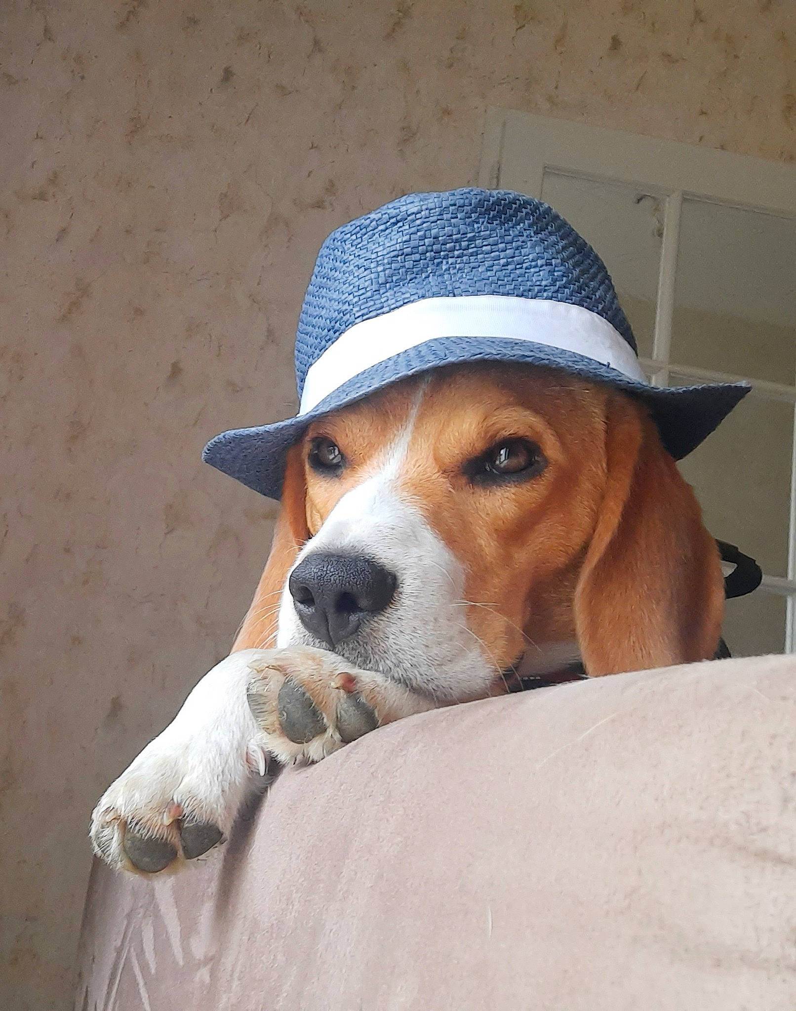 Rossi participe au concours pour gagner de l'argent avec cette photo : beagle, beagle_harrier, beaglier, canidae, carnivore, companion_dog, dog, dog_breed, fawn, finnish_hound, fur, hat, hound, hunting_dog, irishjacks, scent_hound, snout, sporting_group, whiskers, working_animal
