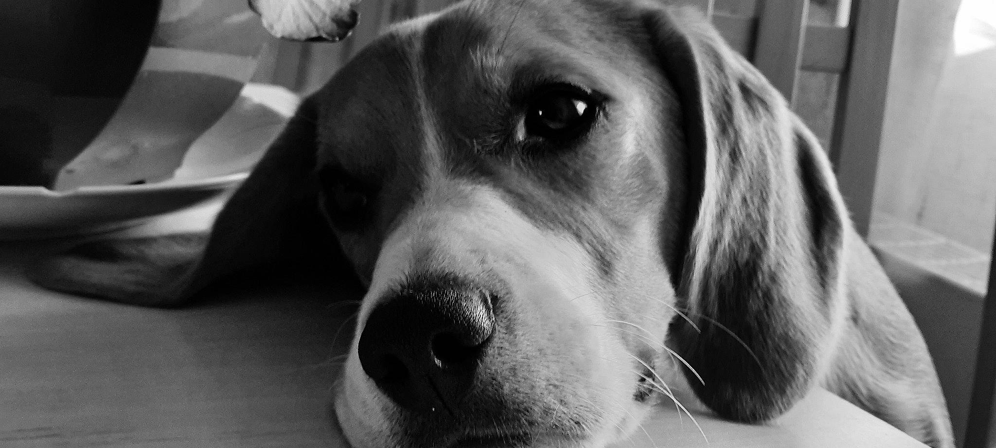 Rossi participe au concours pour gagner de l'argent avec cette photo : bored, canidae, carnivore, companion_dog, dog, dog_breed, ear, fur, gun_dog, hound, hunting_dog, monochrome, monochrome_photography, serveware, service, snout, sporting_group, terrestrial_animal, whiskers, white