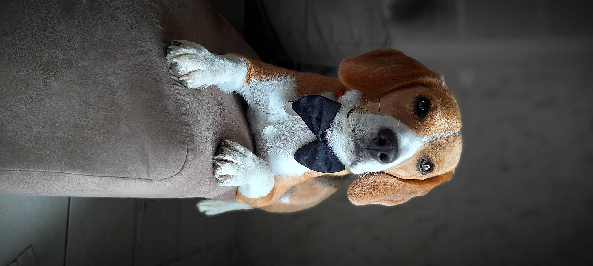 Rossi a rejoint le concours — aidez-le/la à gagner de superbes lots ! beagle, beagle_harrier, canidae, carnivore, comfort, companion_dog, dog, dog_breed, fawn, finnish_hound, fur, paw, snout, sporting_group, stuffed_toy, tail, toy, whiskers, wood, working_animal