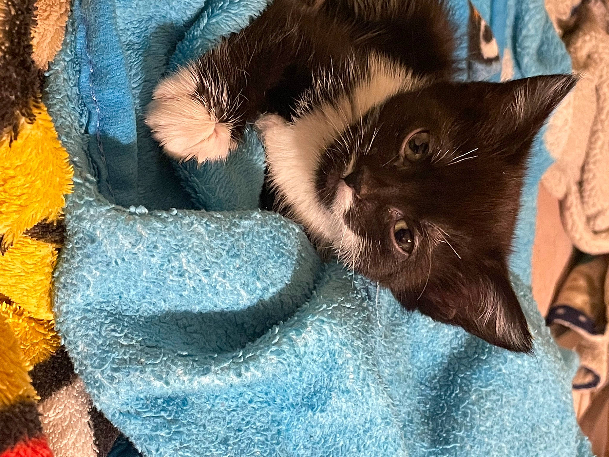 Ada is registered to the contest to win money with this photo: black_cat, carnivore, cat, claw, comfort, domestic_short_haired_cat, electric_blue, fawn, felidae, fur, gesture, nap, pattern, paw, sleep, small_to_medium_sized_cats, snout, tail, tree, whiskers