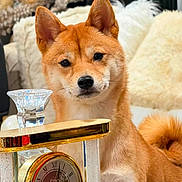 Totchie is registered to the contest to win money with this photo: animal, clock, cozy, curious, decor, dog, ears, expression, face, fluffy, furniture, golden, indoor, mammal, pet, portrait, roman_numerals, shiba_inu, tail, watch