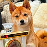animal, clock, cozy, curious, decor, dog, ears, expression, face, fluffy, furniture, golden, indoor, mammal, pet, portrait, roman_numerals, shiba_inu, tail, watch