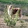 alert, animal, brown, canine, daylight, dog, field, fur, grass, green, happy, landscape, nature, outdoor, pet, plant, standing, sunlight, weed, white