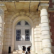 Up To You participe au concours pour gagner de l'argent avec cette photo : animal, arched_door, architecture, border_collie, building, canine, columns, daylight, dog, façade, happy, masonry, outdoor, pet, resting, shadow, stairs, stone_steps, sunlight, tongue_out