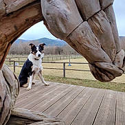 Up To You a rejoint le concours — aidez-le/la à gagner de superbes lots ! animal, architecture, building, canine, dog, hardwood, house, housing, husky, nature, outdoors, path, person, pet, plywood, porch, walkway, water, waterfront, wood