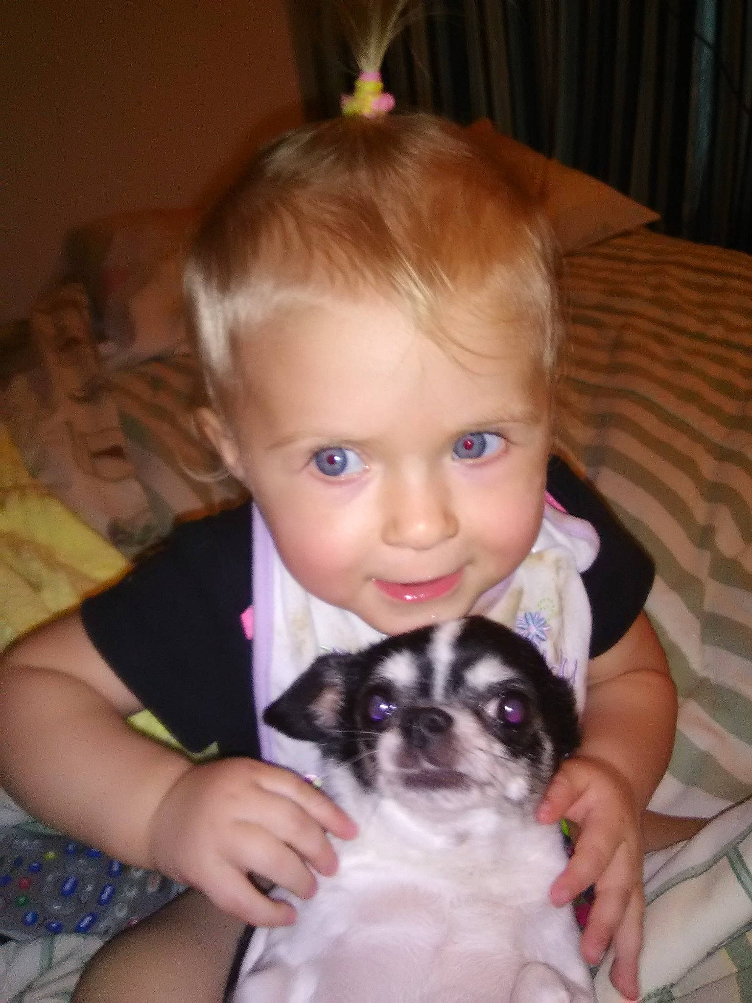 Joanna joined the competition — help win amazing prizes! canidae, carnivore, child, companion_dog, dog, dog_breed, ear, eye, fawn, iris, japanese_chin, person, puppy, puppy_love, shih_tzu, skin, sporting_group, toddler