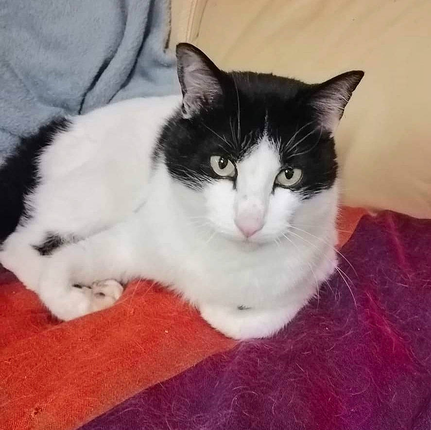 Wild participe au concours pour gagner de l'argent avec cette photo : aegean_cat, american_wirehair, carnivore, cat, cymric, domestic_long_haired_cat, domestic_short_haired_cat, european_shorthair, eye, felidae, fur, japanese_bobtail, kitten, mammal, polydactyl_cat, small_to_medium_sized_cats, tail, whiskers