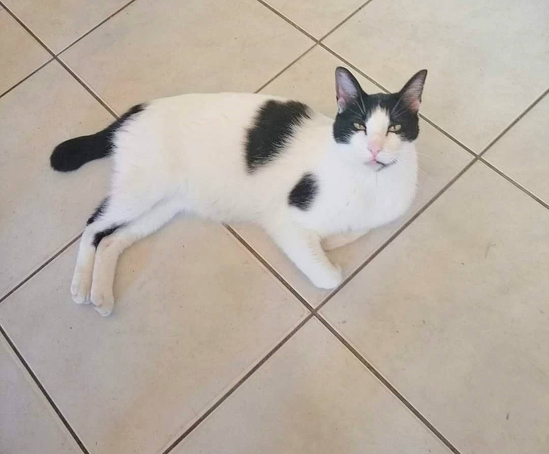 Wild a rejoint le concours — aidez-le/la à gagner de superbes lots ! aegean_cat, carnivore, cat, domestic_short_haired_cat, european_shorthair, eye, felidae, floor, flooring, fur, japanese_bobtail, kitten, mammal, paw, polydactyl_cat, small_to_medium_sized_cats, tail, tile, whiskers, white