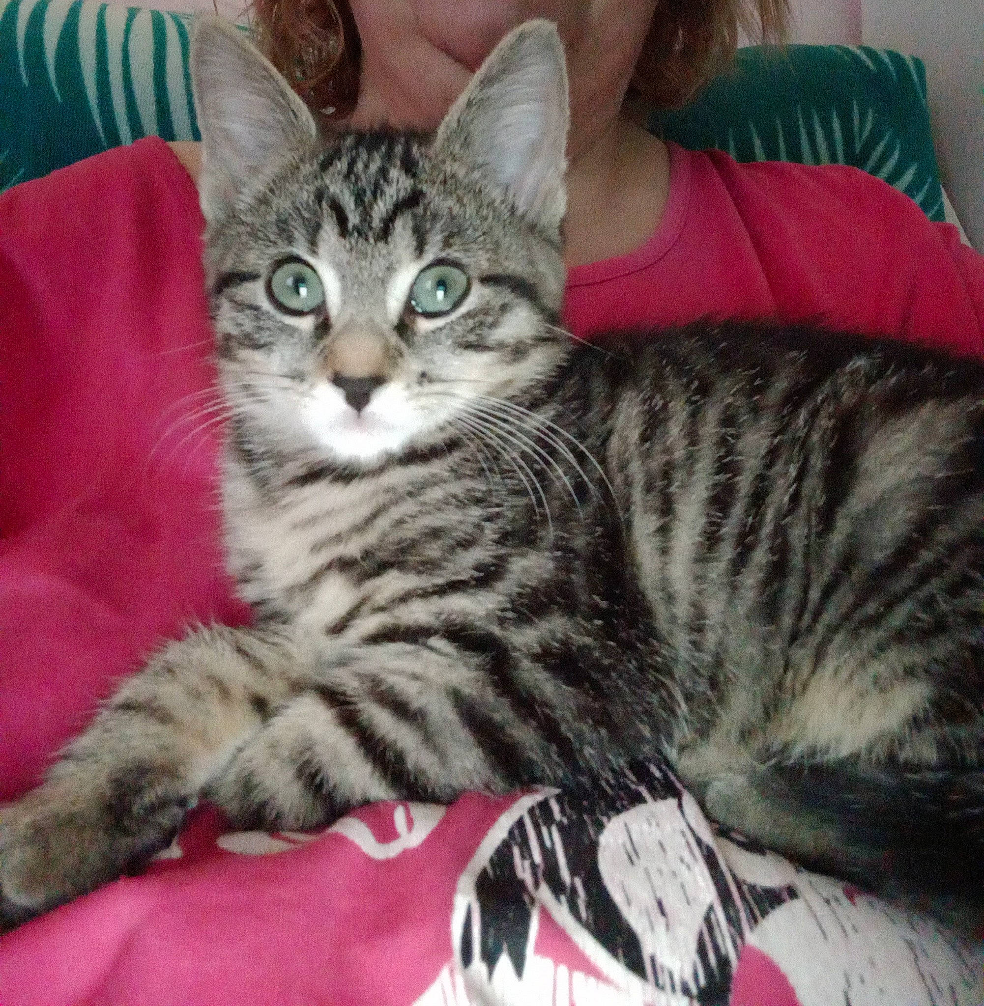 Chanel participe au concours pour gagner de l'argent avec cette photo : carnivore, cat, comfort, domestic_short_haired_cat, felidae, fur, paw, sitting, small_to_medium_sized_cats, snout, whiskers